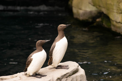 Hamborg Zoo, juli 2019