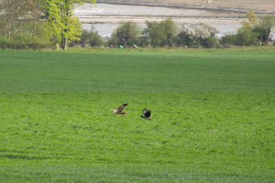 Gråkrage jager Rørhøg. Orø, maj 2023.