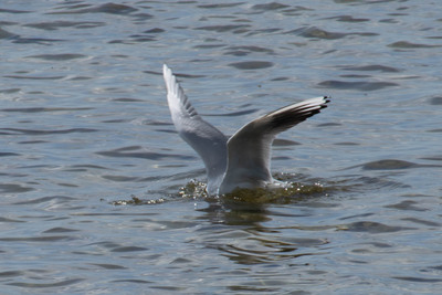 Dragør, maj 2023