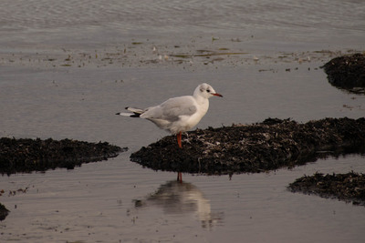 Dragør, august 2019