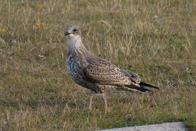 Dragør, august 2022