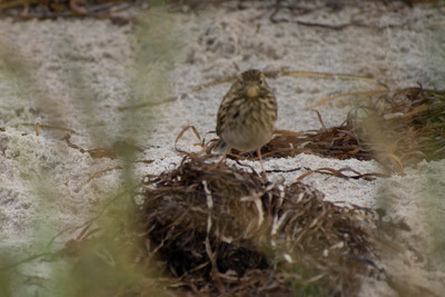 Dragør, august 2019