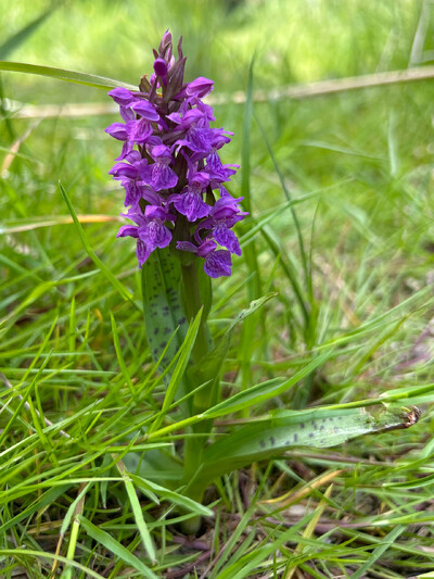 Orø, maj 2023