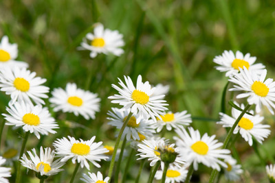 Orø, maj 2024